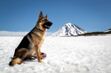 Dog breed German Shepherd sits in the snow on the background of the Vilyuchinsky volcano clipart