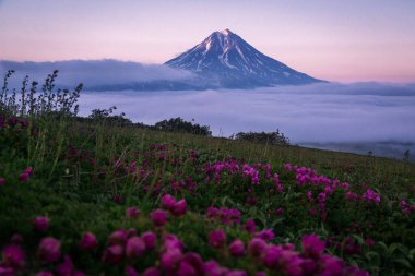 Fog and Vilyuchinsky volcano at sunset against a background of flowers clipart