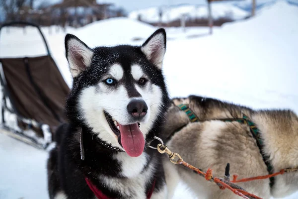 Siberische Husky Hond Harnas Het Korjak Kamp Kamchatka — Stockfoto