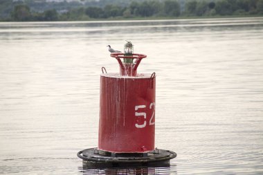 Martılar suyla şamandıra