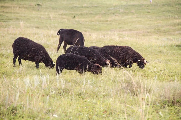 Kawanan Domba Merumput Lapangan — Stok Foto