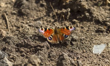 kelebek kovanlarını yere oturmuş