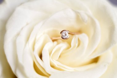 nişan yüzüğü içinde beyaz gül