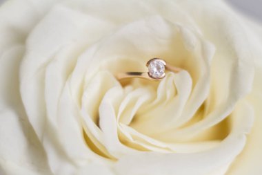 nişan yüzüğü içinde beyaz gül