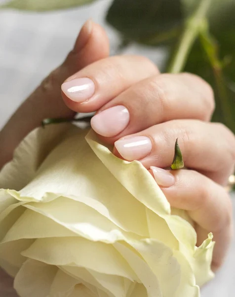 white rose in a woman\'s hand
