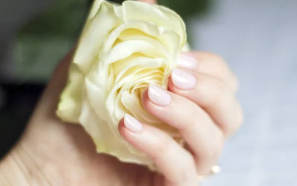 white rose in a woman\'s hand