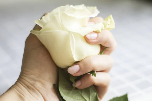 white rose in a woman\'s hand