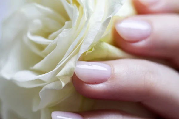 white rose in a woman\'s hand