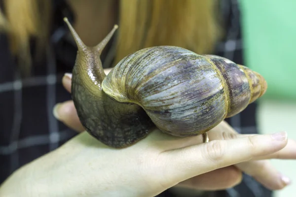 Large Snail Achatina Hand — Stock Photo, Image