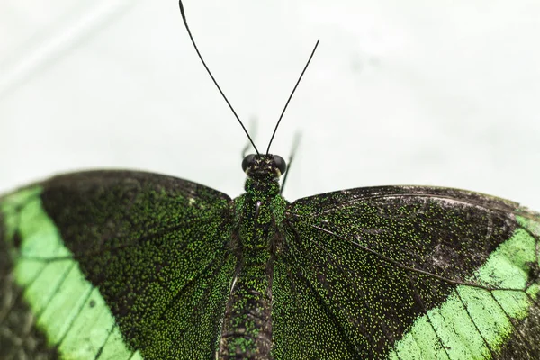 Große Exotische Schmetterlinge Mit Heller Färbung — Stockfoto