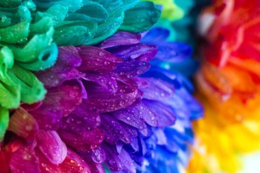 renkli makro krizantem bir buket