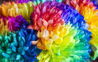 Renkli krizantem buket