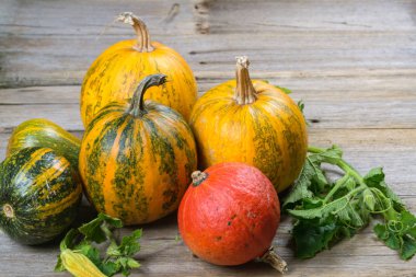 Kompozisyon farklı çeşitlerinin ve üzerinde kabaklar rustik ahşap arka plan renkleri