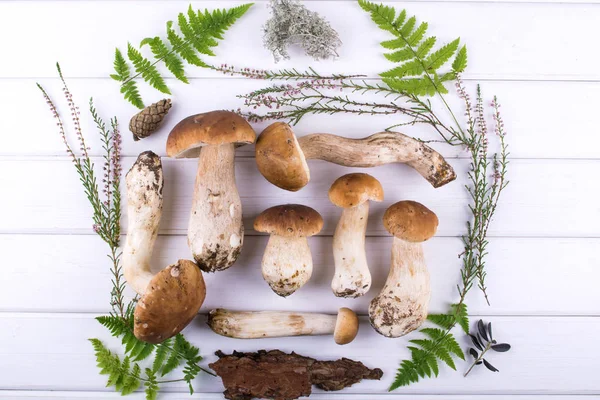 Composition Harvested Wild Porcini Mushrooms White Wooden Background Flat Lay — Stock Photo, Image