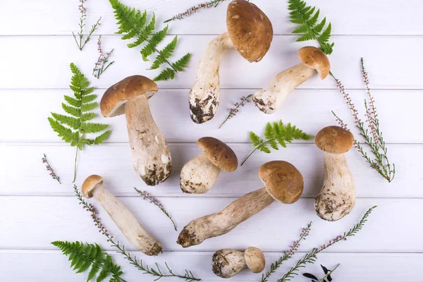 Composition Harvested Wild Porcini Mushrooms White Wooden Background Flat Lay — Stock Photo, Image