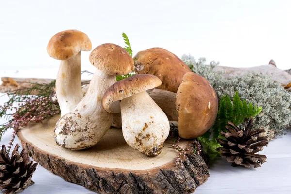 Mushroom Boletus White Wooden Background Moss Heather Plant — Stock Photo, Image