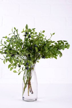 Yaban Yaban mersini ve bir bardak su, beyaz zemin üzerine yeşil yaprakları ile şube.