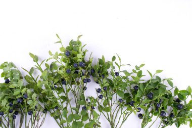 Beyaz arka plan üzerinde dallar vahşi orman yaban mersini