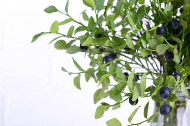 Beyaz zemin üzerine yeşil yaprakları ile taze vahşi orman yaban mersini yeşil dallar. BlackBerry bilberry yakın çekim 