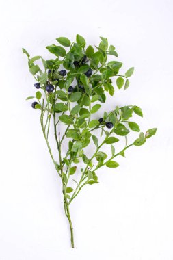 Beyaz arka plan üzerinde dallar vahşi orman yaban mersini