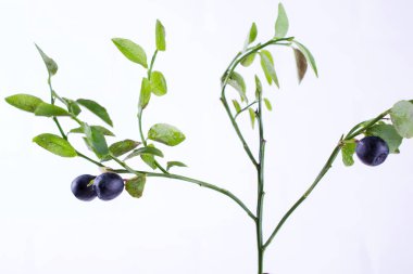 Beyaz zemin üzerine yeşil yaprakları ile taze vahşi orman yaban mersini yeşil dallar. BlackBerry bilberry yakın çekim 