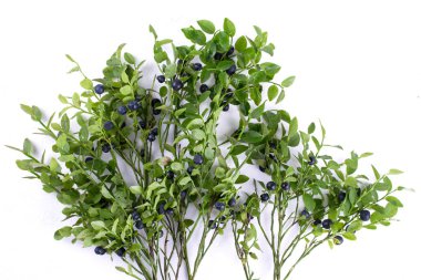 Vahşi bilberries ya da yaban mersini ve bir yaban mersini çalı Şubesi