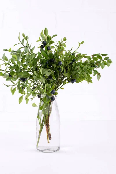 Yaban Yaban mersini ve bir bardak su, beyaz zemin üzerine yeşil yaprakları ile şube.