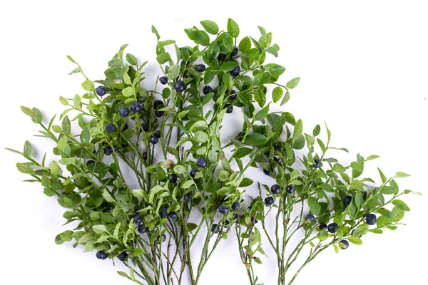 Wild Bilberries Blueberries Branch Blueberries Bush — Stock Photo, Image