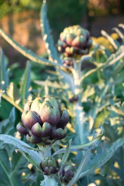 Birkaç olgun yeşil enginar sunset Bulvarında bahçede büyüyen bir atış kadar kapatın
