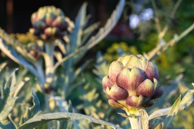 Birkaç olgun yeşil enginar sunset Bulvarında bahçede büyüyen bir atış kadar kapatın