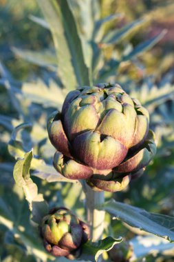 Birkaç olgun yeşil enginar sunset Bulvarında bahçede büyüyen bir atış kadar kapatın