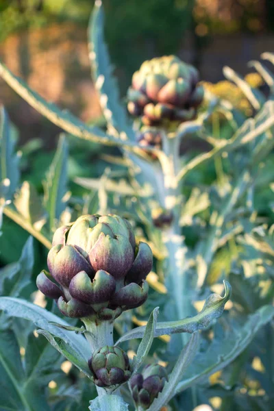 Birkaç olgun yeşil enginar sunset Bulvarında bahçede büyüyen bir atış kadar kapatın