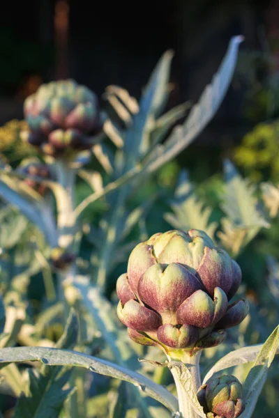 Birkaç olgun yeşil enginar sunset Bulvarında bahçede büyüyen bir atış kadar kapatın