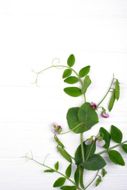 Çiçekli otsu arka plan. Beyaz zemin üzerine bezelye bitki yetiştirme. Kopya alanı