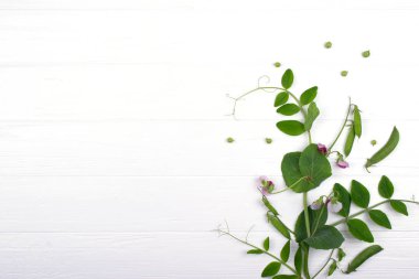 Genç yeşil bezelye beyaz arka plan üzerinde mor çiçekli filizlenir. Kopya alanı