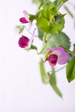 Mor çiçek ve yaprak beyaz zemin üzerine yeşil bezelye sapı kapatın. Seçici odak. Kopya alanı