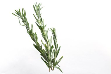 Beyaz arka plan üzerinde izole taze bahçe biberiye bitki