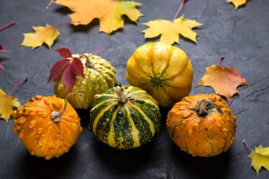 Kompozisyon farklı çeşitleri mini kabaklar ve sonbahar renkli beton koyu arka plan üzerinde yapraklar
