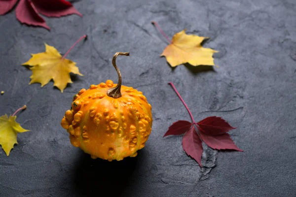 Mini Zucca Autunno Foglie Colorate Sfondo Cemento Scuro Mockup Offerte — Foto Stock