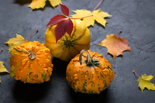 Composition Different Varieties Mini Pumpkins Autumn Colorful Leafs Dark Concrete — Stock Photo, Image