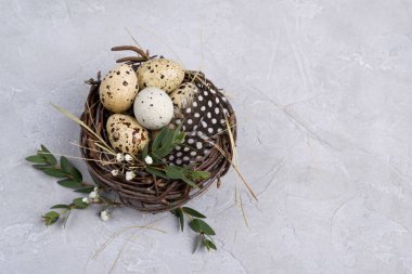 Bir yuvaya bıldırcın yumurtalı Paskalya kompozisyon. Bir gri beton arka plan üzerinde. düz lay