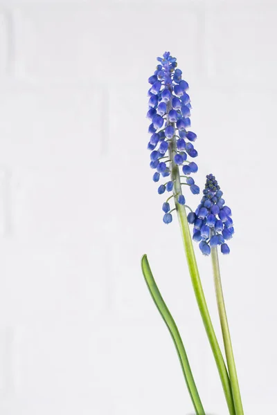 First Blue Spring Small Flowers White Background — Stock Photo, Image