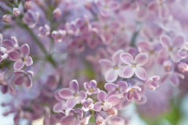 Arka plan. Makro fotoğraf. Eflatun çiçekler çiçek açmış. Çiçek doğal arka plan bahar zaman sezon.