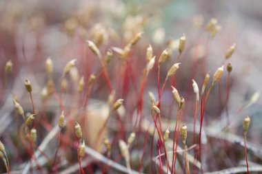 Çiçeklenme ilkbahar moss yakın çekim. Yosun çiçek ile soyut kompozisyon. Yumuşak odak