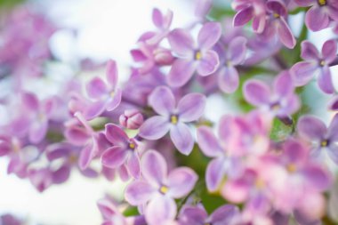 Bahar arka plan bulanık dal çiçek ile. Çiçek bulanıklık. Yumuşak seçici odak. Çiçek doğal arka plan bahar zaman sezon.