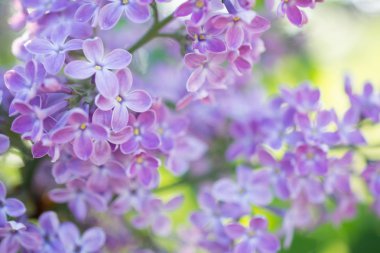Bahar çiçek açan dalında. Closeup makro çiçek açan, Lila mor çiçekler ile arka plan bulanık. Çiçek doğal arka plan bahar zaman sezon.
