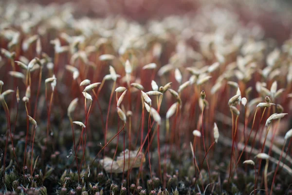 Çiçeklenme Ilkbahar Moss Yakın Çekim Yosun Çiçek Ile Soyut Kompozisyon — Stok fotoğraf