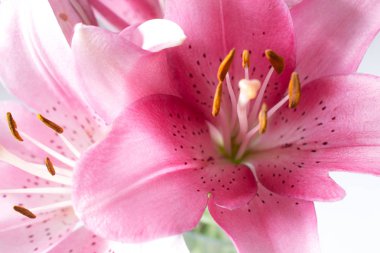 Pembe lilyum grup beyaz zemin üzerinde bir parçası