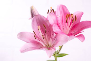 Pembe lily arka plan kopya alanı ile