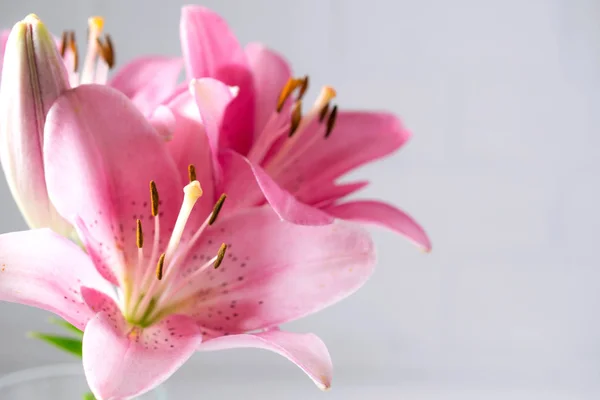 Eleganta Vackra Rosa Blommor Liljor Som Närbild Vit — Stockfoto